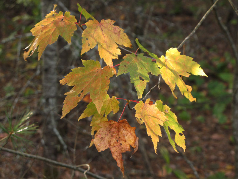 yellow maple_leaves
