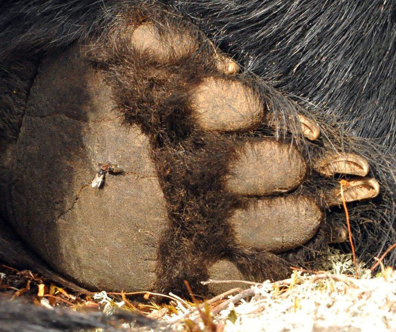 Jewel's injured foot - Aug 14, 2012