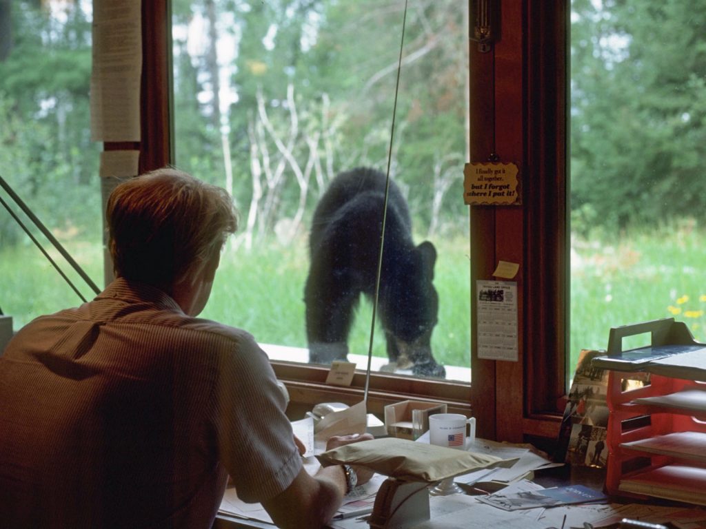Working at desk as bear visits field station