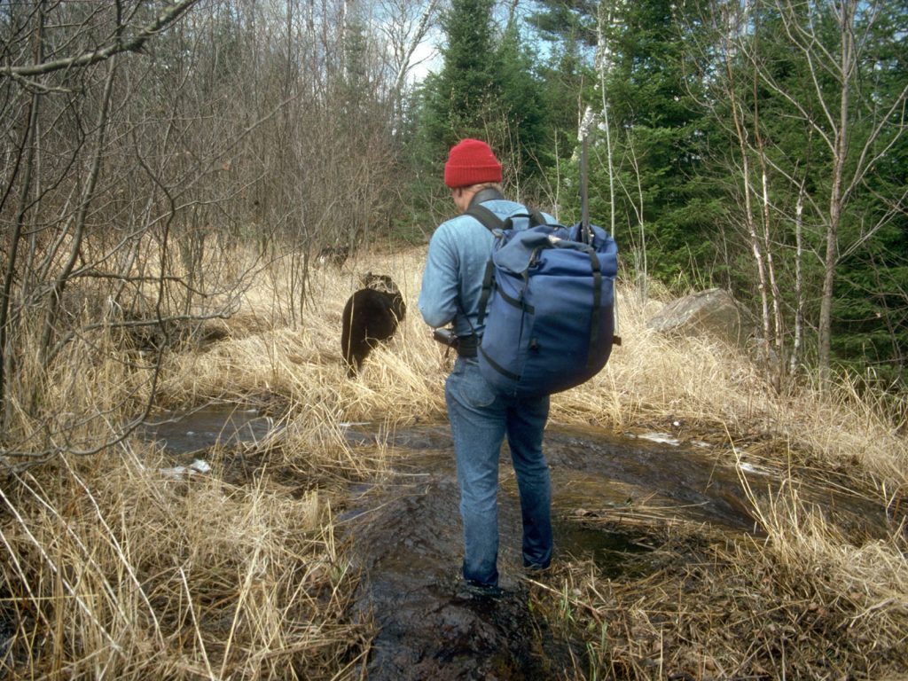 Following bear family while recording data