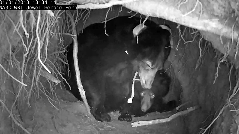 Jewel and cub - Jan 1, 2013