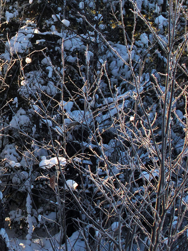 Wintery twigs - Jan 1, 2013