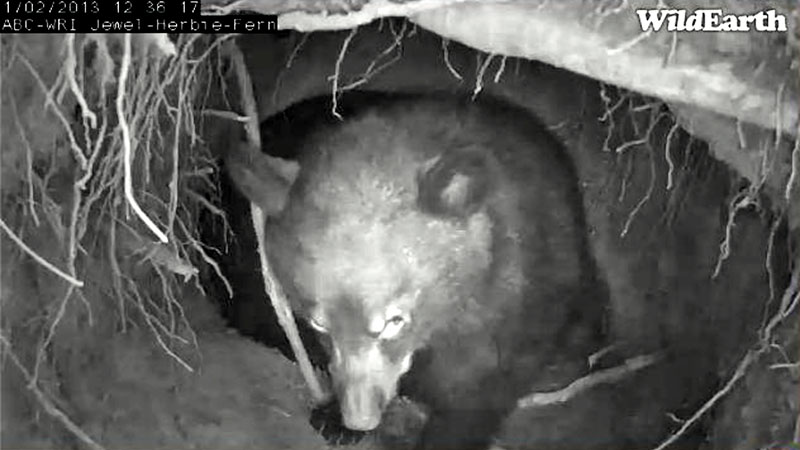 One of Jewel's cubs heads for the entrance - Jan 2, 2013