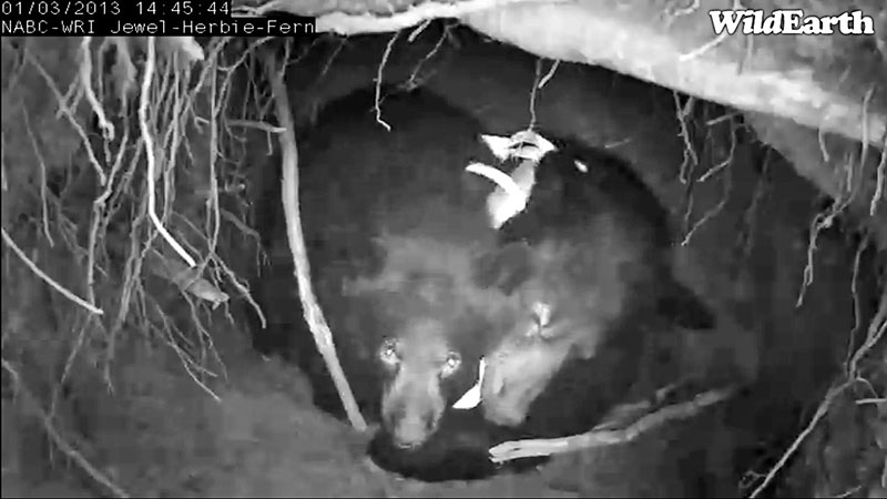 Jewel and cub - Jan 3, 2013