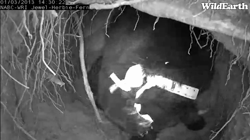 Jewel paws at ribbons - Jan 3, 2013