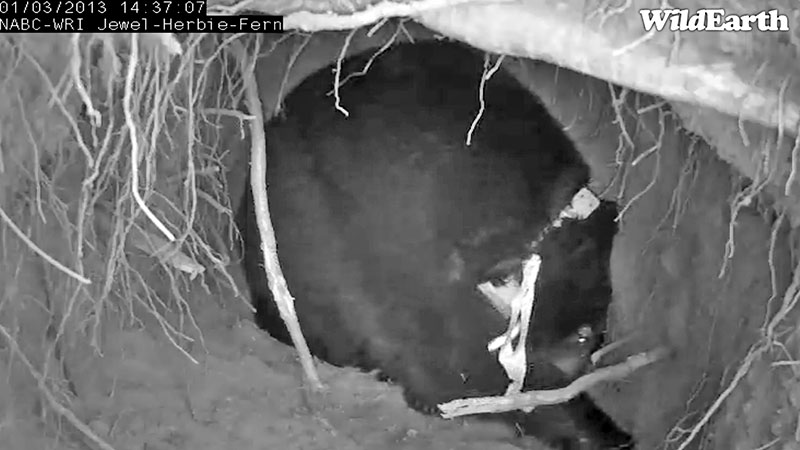 Jewel rakes - Jan 3, 2013