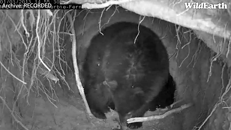 Jewel's cub sniffs urine - Jan 3, 2013