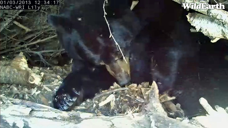 Lily rakes wood chips - Jan 3, 2013