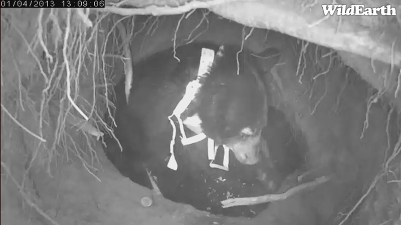 Camera quickly switched back to infrared - Jan 4, 2013