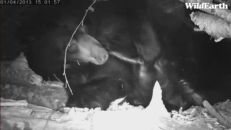 Lily scratches belly - Jan 4, 2013