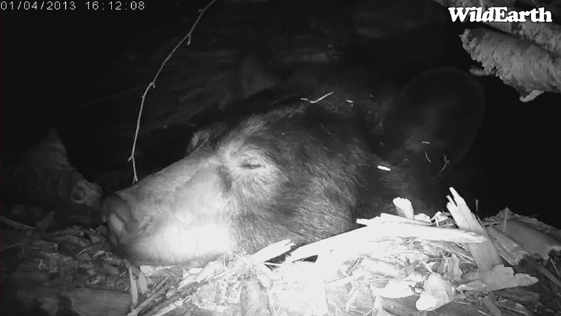 Lily snoozes - Jan 4, 2013