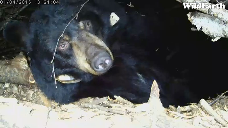 Sun streams into Lily's den - Jan 4, 2013