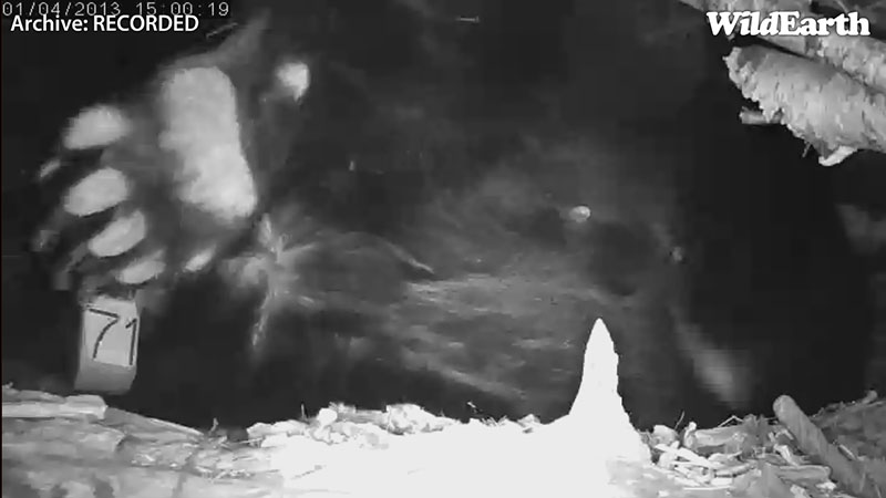 Lily stretches - Jan 4, 2013