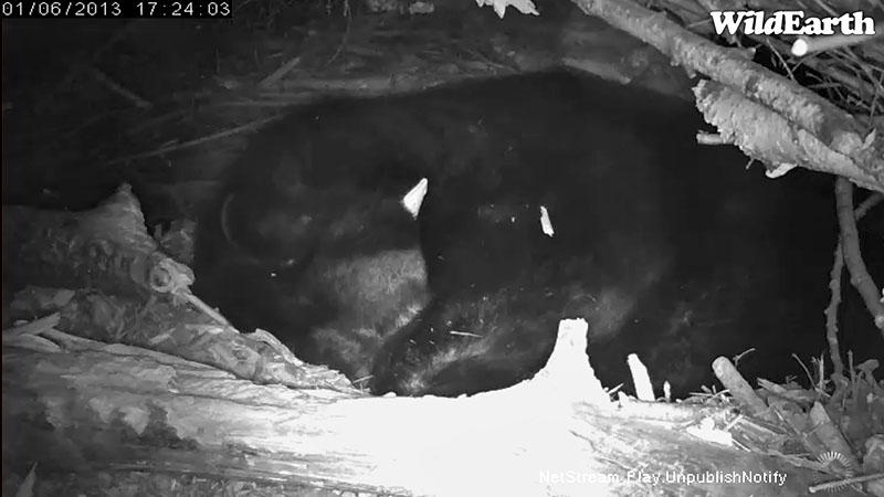 Lily covers nose with paw as she sleeps