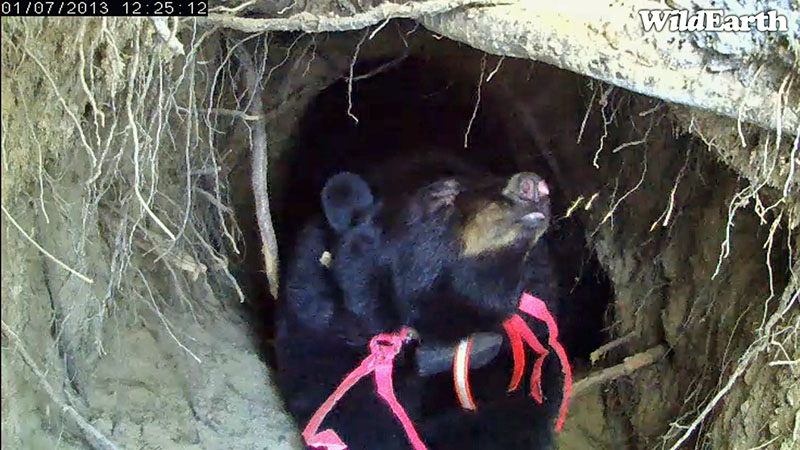 Jewel stretches - Jan 7, 2013