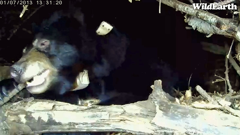 Lily chews stick to make bedding - Jan 7, 2013