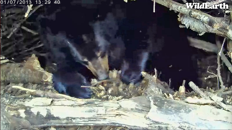 Lily rakes bedding - Jan 7, 2013