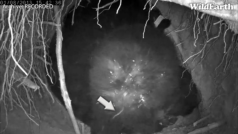 Unmistakably Fern - Jan 8, 2013