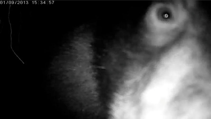 Fern's inspection - Jan 9, 2013