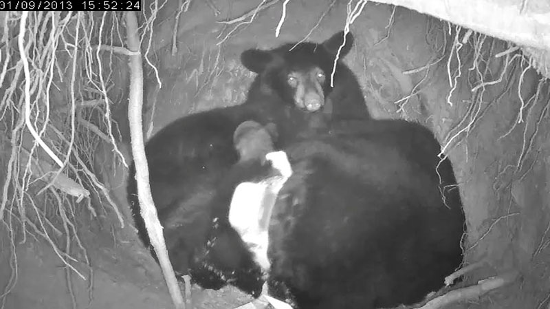 Herbie - Jan 9, 2013