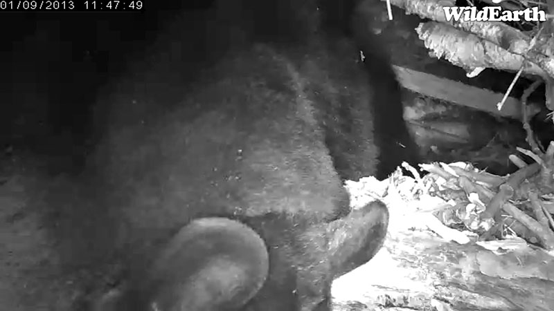 Lily at work - Jan 9, 2013