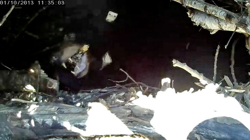 Lily chewing stick - Jan 10, 2013