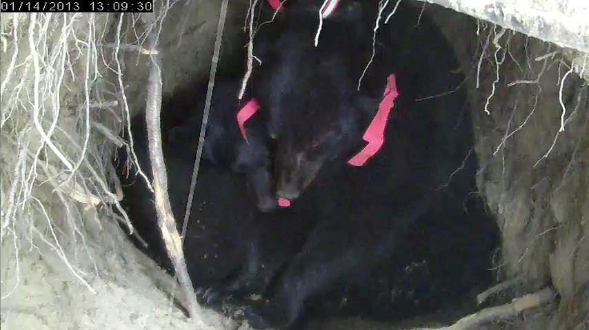 Jewel and Herbie - Jan 14, 2013