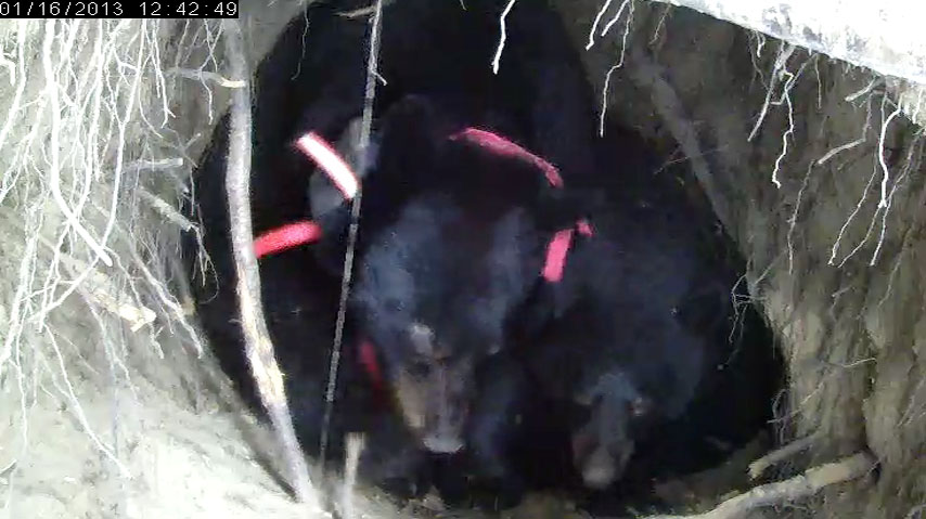 Jewel and Herbie - Jan 16, 2013