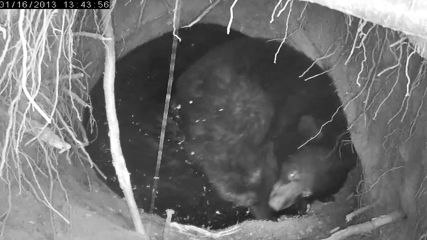 Herbie attempts to rejoin the bear pile - Jan 16, 2013