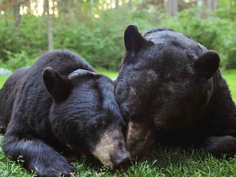 June & Big Harry nose to nose - Jan 16, 2013