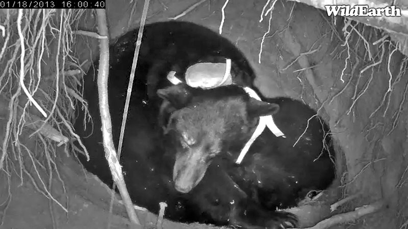 Jewel rests head on foreleg while yearlings nurse - Jan 18, 2013