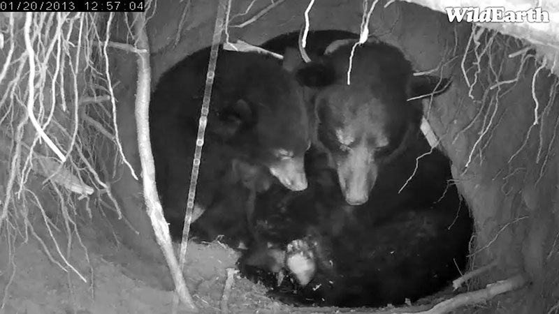 Jewel and yearlings - Jan 20, 2013