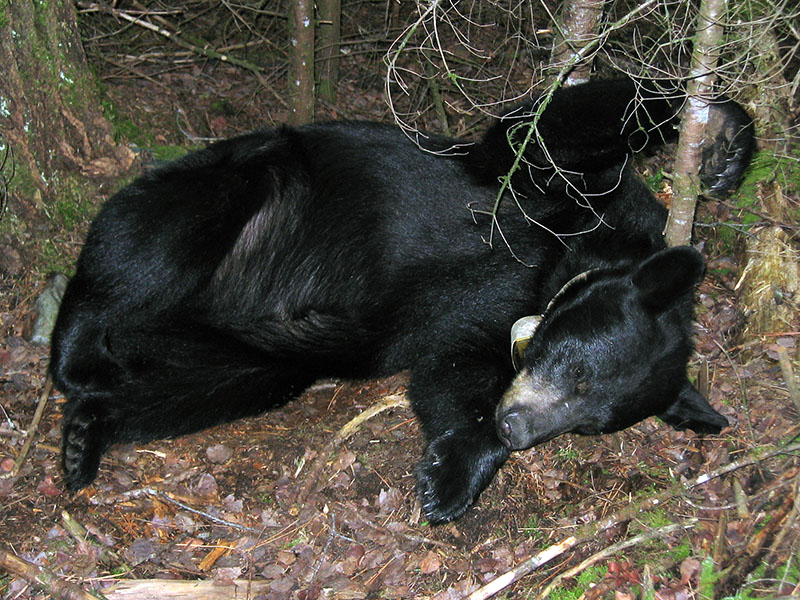 June resting in balsam thicket - Aug 13, 2004