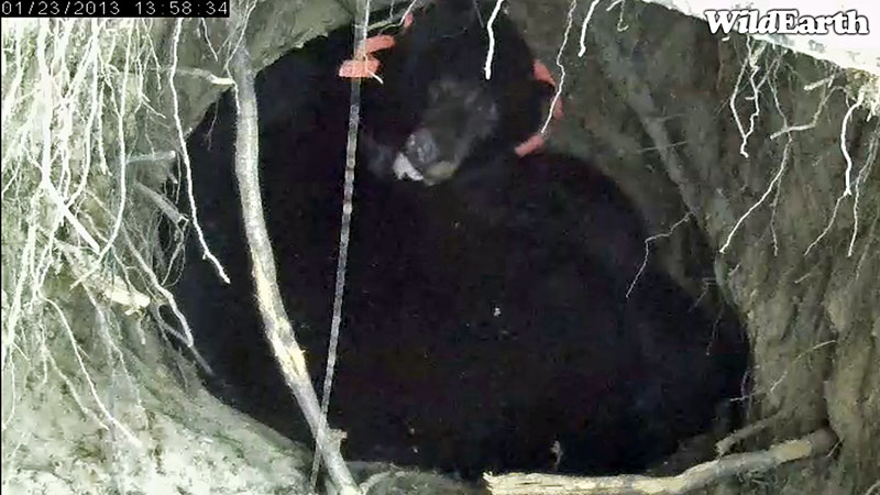 Jewel licks frost from her fur - Jan 23, 2013