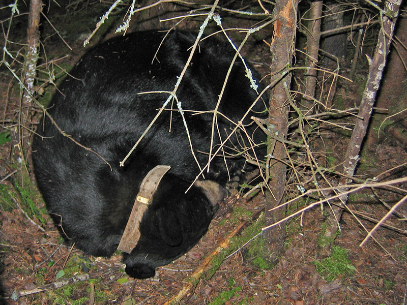 June sleeping soundly - Aug 19, 2004