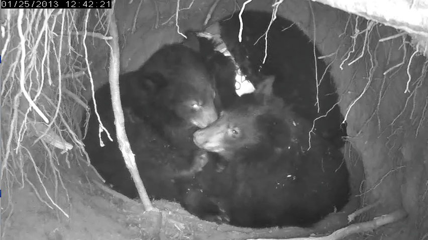 Jewel, Herbie, and Fern - Jan 25, 2013