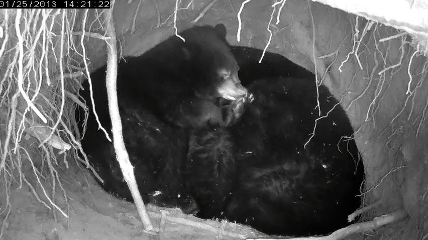 Herbie chews a footpad - Jan 25, 2013