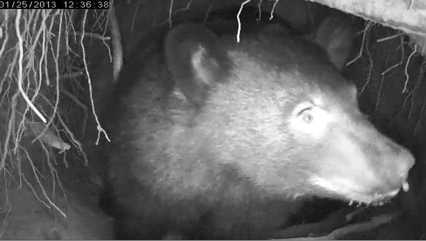 Herbie with snow on muzzle - Jan 25, 2013