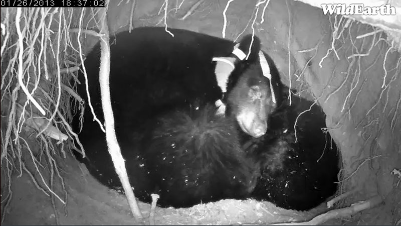 Jewel rests her head on a yearling - Jan 26, 2013