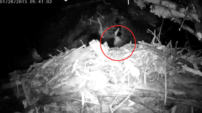 A cub sighting in Lily's den! - Jan 26, 2013