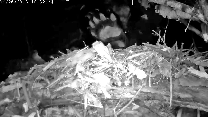 Lily's foot visible as she stretches - Jan 26, 2013