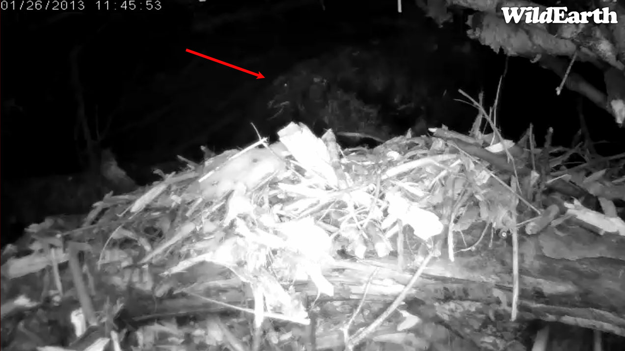 Spider eyeshine? - Jan 26, 2013