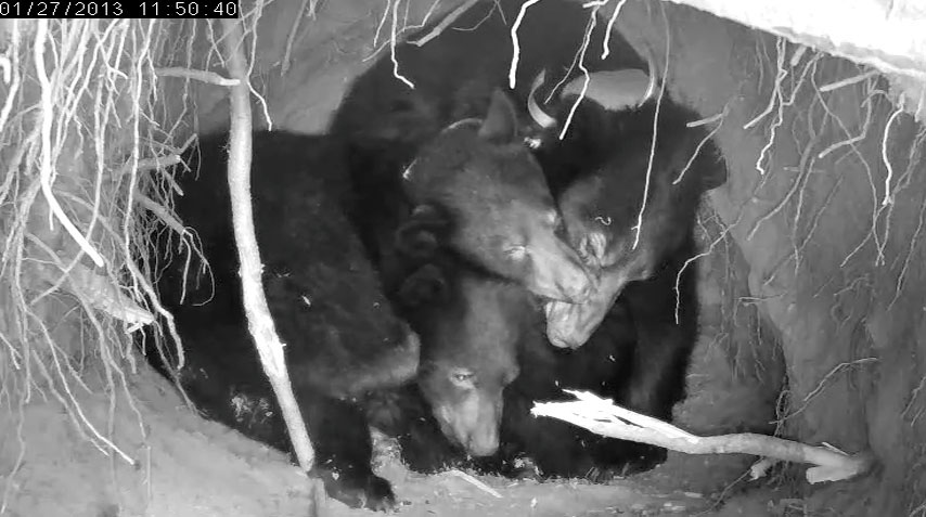 Herbie, Fern, and Jewel - Jan 27, 2013