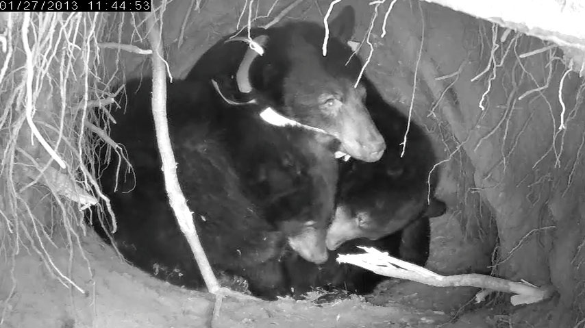 Herbie, Jewel, & Fern - Jan 27, 2012