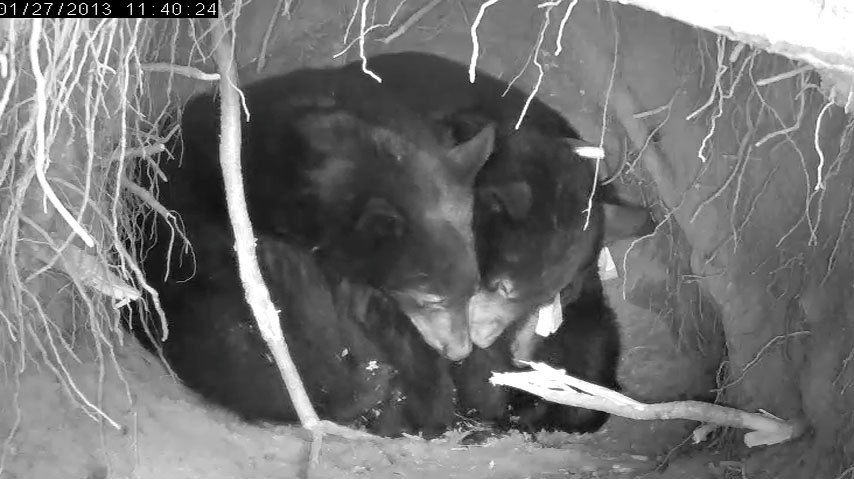 Herbie, Jewel, and Fern - Jan 127, 2013