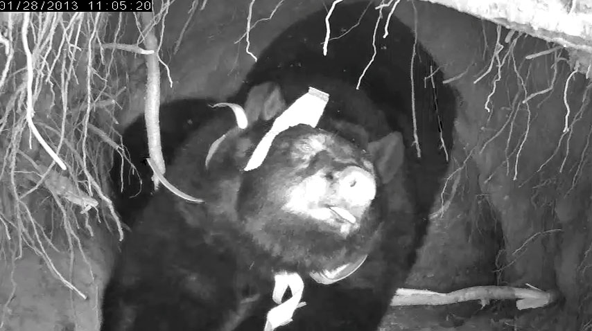 Jewel stretching - Jan 28, 2013