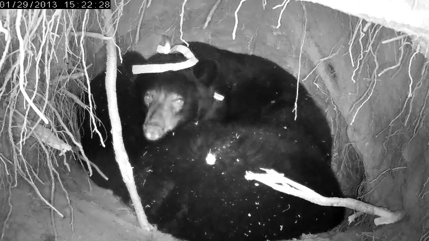 Jewel with halo of ribbons - Jan 29, 2013