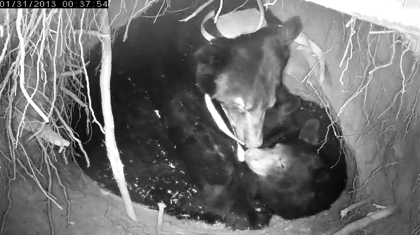 Jewel nuzzles yearling - Jan 31, 2013