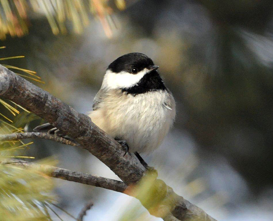 Chickadee - Feb 2, 2013