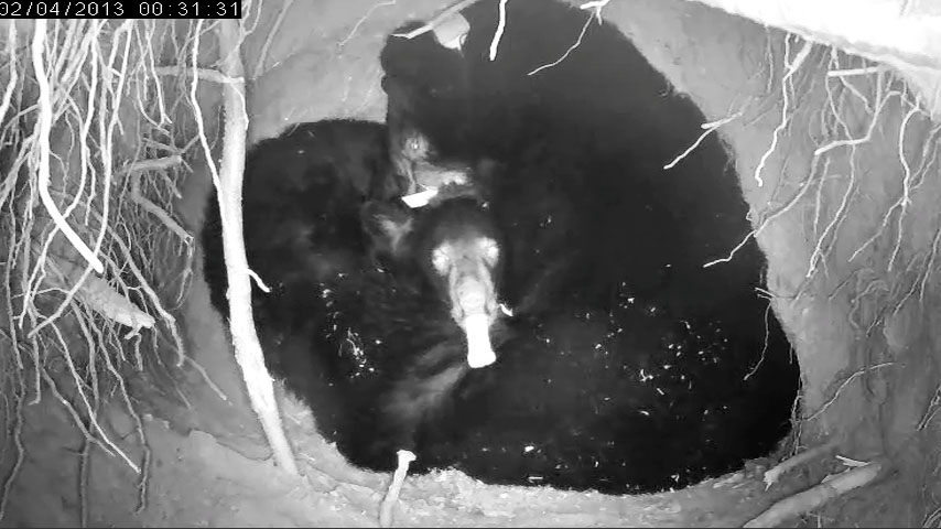 Jewel and yearling - Feb 4, 2013